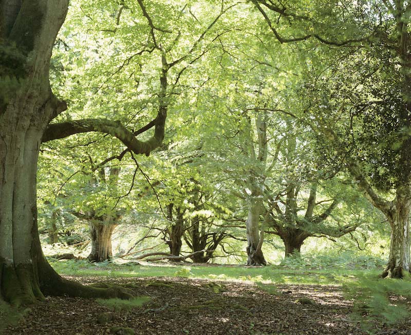 A New Forest glade in spring