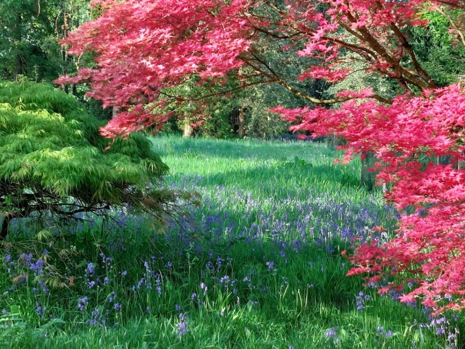 Westonbirt Arboretum in spring